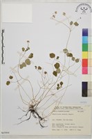 傅氏唐松草藏品圖，第1張