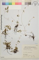 傅氏唐松草藏品圖，第1張