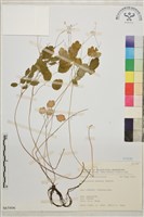 傅氏唐松草藏品圖，第1張