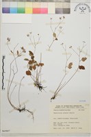 傅氏唐松草藏品圖，第1張