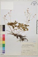 傅氏唐松草藏品圖，第1張