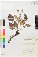 小白頭翁、野棉花藏品圖，第1張