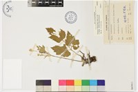 小白頭翁、野棉花藏品圖，第1張