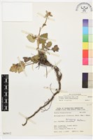 小白頭翁、野棉花藏品圖，第1張