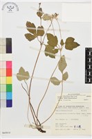 小白頭翁、野棉花藏品圖，第1張