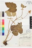 小白頭翁、野棉花藏品圖，第1張