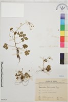 鹿場毛茛藏品圖，第1張