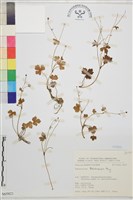 鹿場毛茛藏品圖，第1張