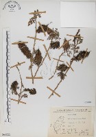 穗花木藍藏品圖，第1張