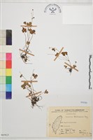 鹿場毛茛藏品圖，第1張