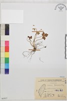 鹿場毛茛藏品圖，第1張