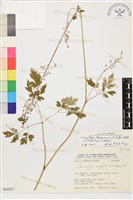 台灣升麻藏品圖，第2張