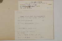 草珊瑚、紅果金粟蘭藏品圖，第2張