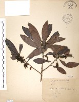 楊梅藏品圖，第1張