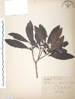 楊梅藏品圖，第1張