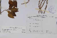 漿果莧藏品圖，第2張