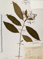 黑星紫金牛藏品圖，第1張