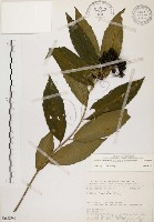 黑星紫金牛藏品圖，第1張