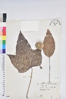 石栗藏品圖，第1張