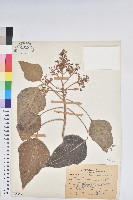 石栗藏品圖，第1張