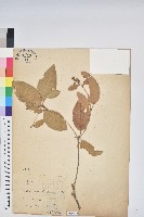 裡白巴豆藏品圖，第1張