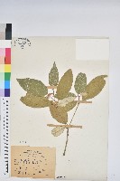 裡白巴豆藏品圖，第1張