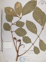 大葉樹蘭藏品圖，第1張