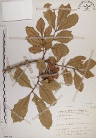 大葉樹蘭藏品圖，第1張