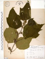 構樹藏品圖，第1張