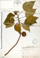 構樹藏品圖，第1張