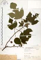 構樹藏品圖，第1張