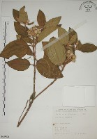 野牡丹藏品圖，第1張