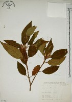 野牡丹藏品圖，第1張