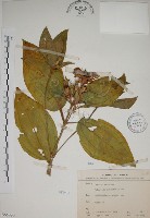 基尖葉野牡丹、蘭嶼野牡丹藏品圖，第1張