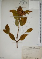 基尖葉野牡丹、蘭嶼野牡丹藏品圖，第1張