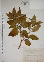 基尖葉野牡丹、蘭嶼野牡丹藏品圖，第1張