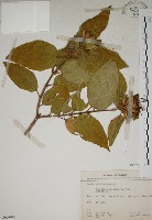 基尖葉野牡丹、蘭嶼野牡丹藏品圖，第1張