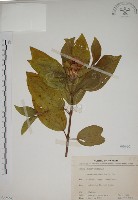 基尖葉野牡丹、蘭嶼野牡丹藏品圖，第1張