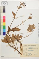 水辣菜、禺毛茛藏品圖，第1張