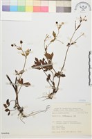 水辣菜、禺毛茛藏品圖，第1張