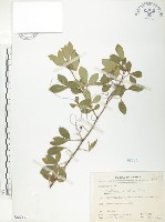 飛龍掌血藏品圖，第1張