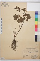 辣子草、揚子毛茛藏品圖，第1張