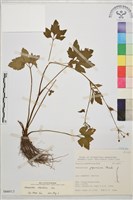 鉤柱毛茛藏品圖，第1張