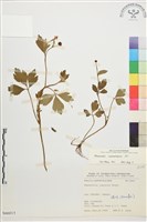 水辣菜、禺毛茛藏品圖，第1張