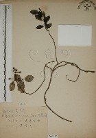 拎壁龍藏品圖，第1張