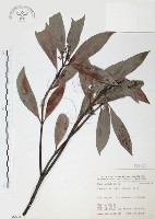 九節木、牛屎烏、青龍吐霧藏品圖，第1張