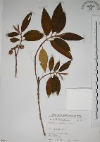 野牡丹藏品圖，第1張