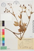 水辣菜、禺毛茛藏品圖，第1張