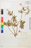 水辣菜、禺毛茛藏品圖，第1張