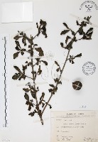 對面花藏品圖，第1張